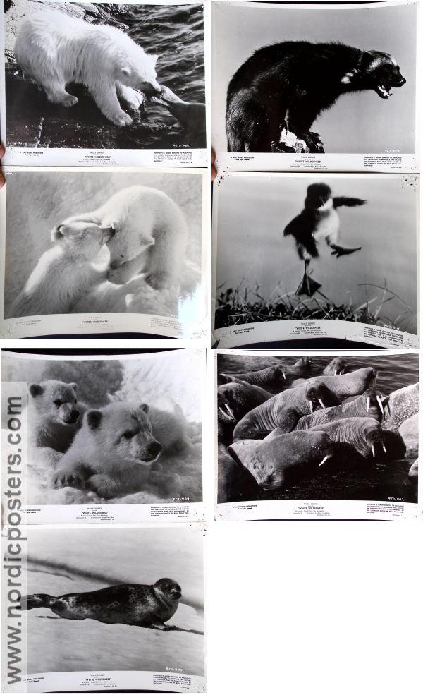 White Wilderness 1958 photos Winston Hibler James Algar Documentaries