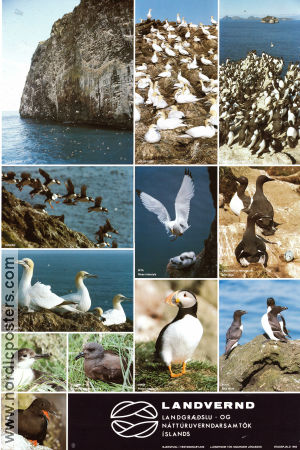 Landvernd Island 1982 affisch Fåglar Affischen från: Iceland