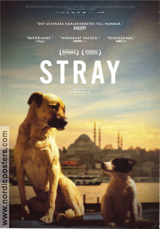 Stray 2020 poster Zeytin Elizabeth Lo Filmen från: Turkey Dokumentärer Hundar