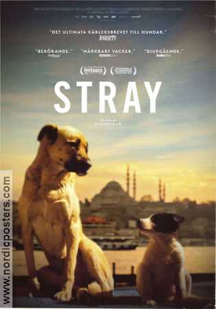 Stray 2020 movie poster Zeytin Elizabeth Lo Country: Turkey Documentaries Dogs