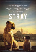 Stray 2020 poster Zeytin Elizabeth Lo Filmen från: Turkey Dokumentärer Hundar