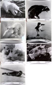 White Wilderness 1958 photos Winston Hibler James Algar Documentaries